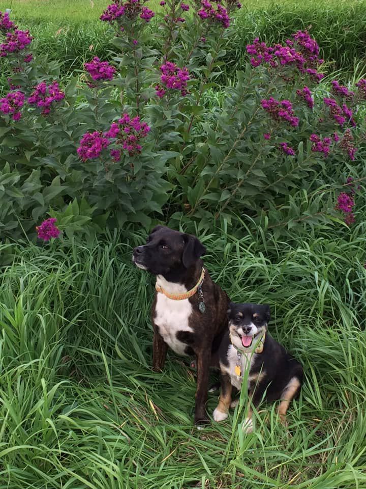Axel and Apollo - Kathleen Cox.jpg